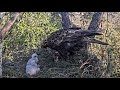 Kaljukotkas 2 :: Aquila chrysaetos :: Golden Eagle-Orły przednie - ll śniadanie dwojaczków🐥🌹🍀🐥🌹🍀