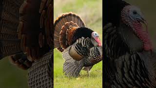 Turkey 🦃 Bird In Past
