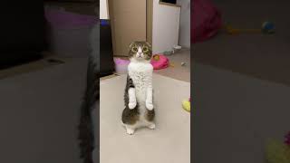 持ってきたオモチャで遊んで欲しい猫の意思表示が可愛いw #shorts
