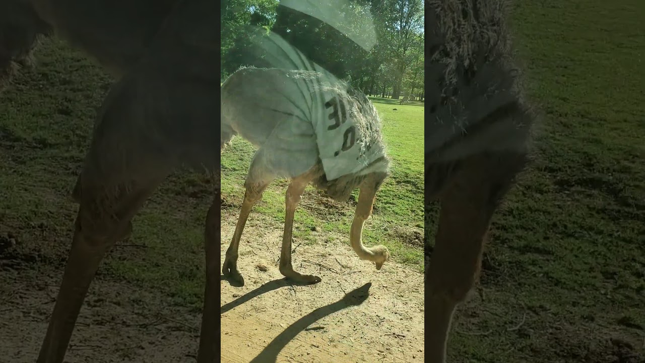 When an Ostrich Decides to Chase You 😳 #Ostrich #ViralVideo #Trending #Shorts #YouTubeShorts #Reels