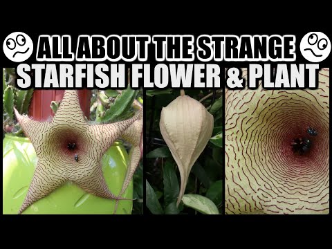 SPECTACULAR STARFISH BLOOMS! FACTS & CARE - Stapelia gigantea, The Starfish Plant