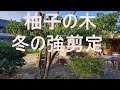 【柚子の木冬の強剪定】樹高を下げて整え収穫も楽しめる