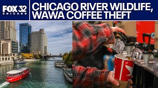 Wildlife returns to Chicago River, stolen Wawa coffee recovered in Illinois | ChicagoLIVE