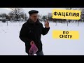 Посев фацелии по последнему снегу