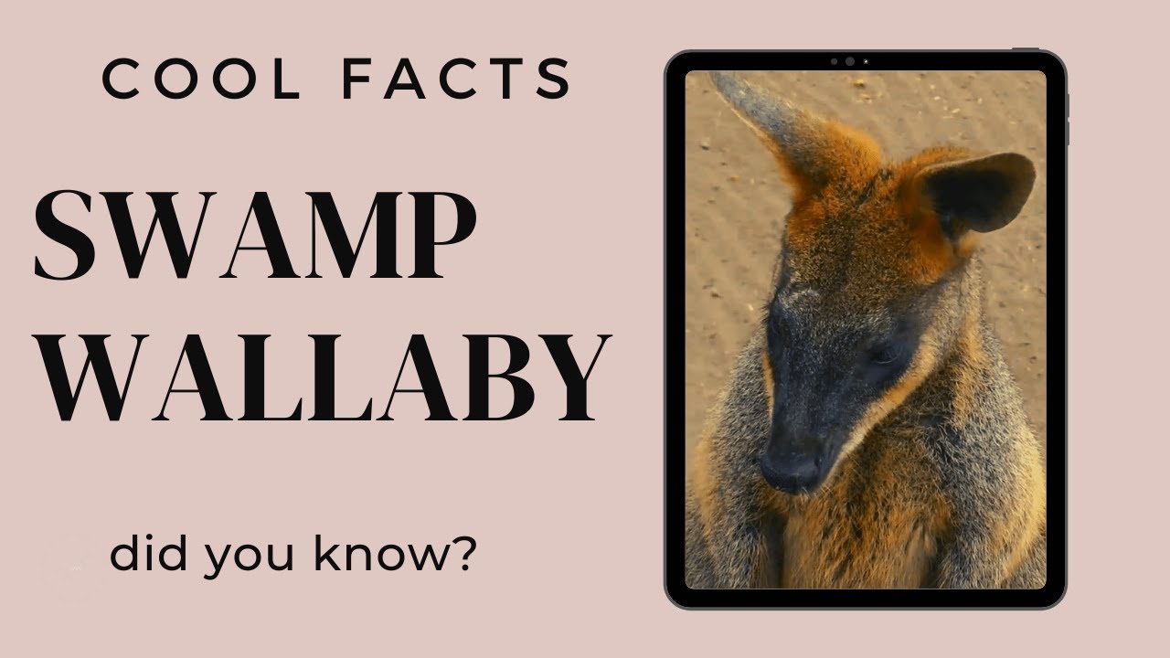 swamp wallaby facts 🦘 black wallaby 🦘 black-tailed wallaby 🦘 fern wallaby 🦘