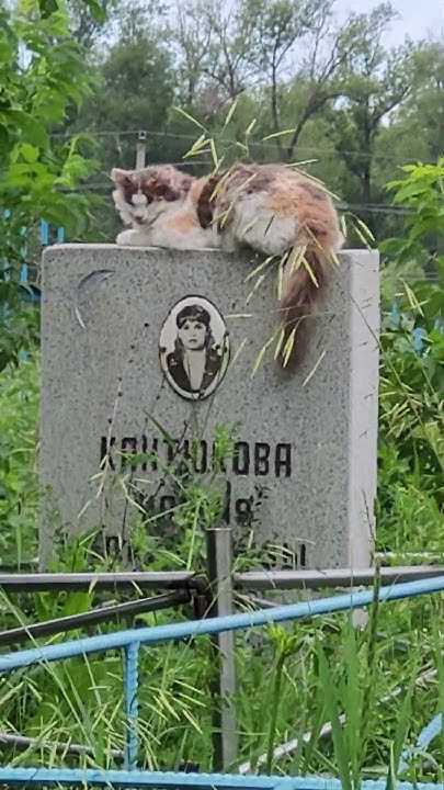 Кошка отдыхает на надгробном памятнике. Мусульманское кладбище в ...