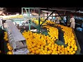تعرف على كيفية طرق تغليف و تعبئة البرتقال فى المصانع