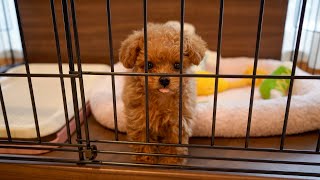 Growth journey of teacup poodle puppy: 2 to 6 months old  is she still teacupsized?