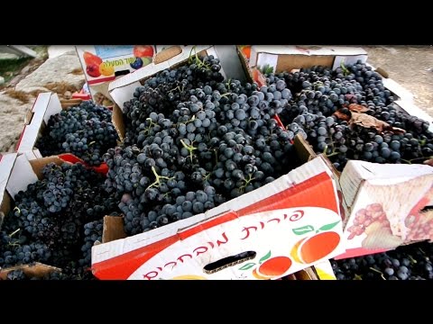 הכנת יין ביתי - מסע קניית ענבי מרלו וענבי קריניאן אצל אייל גולדינר במושב עמיקם