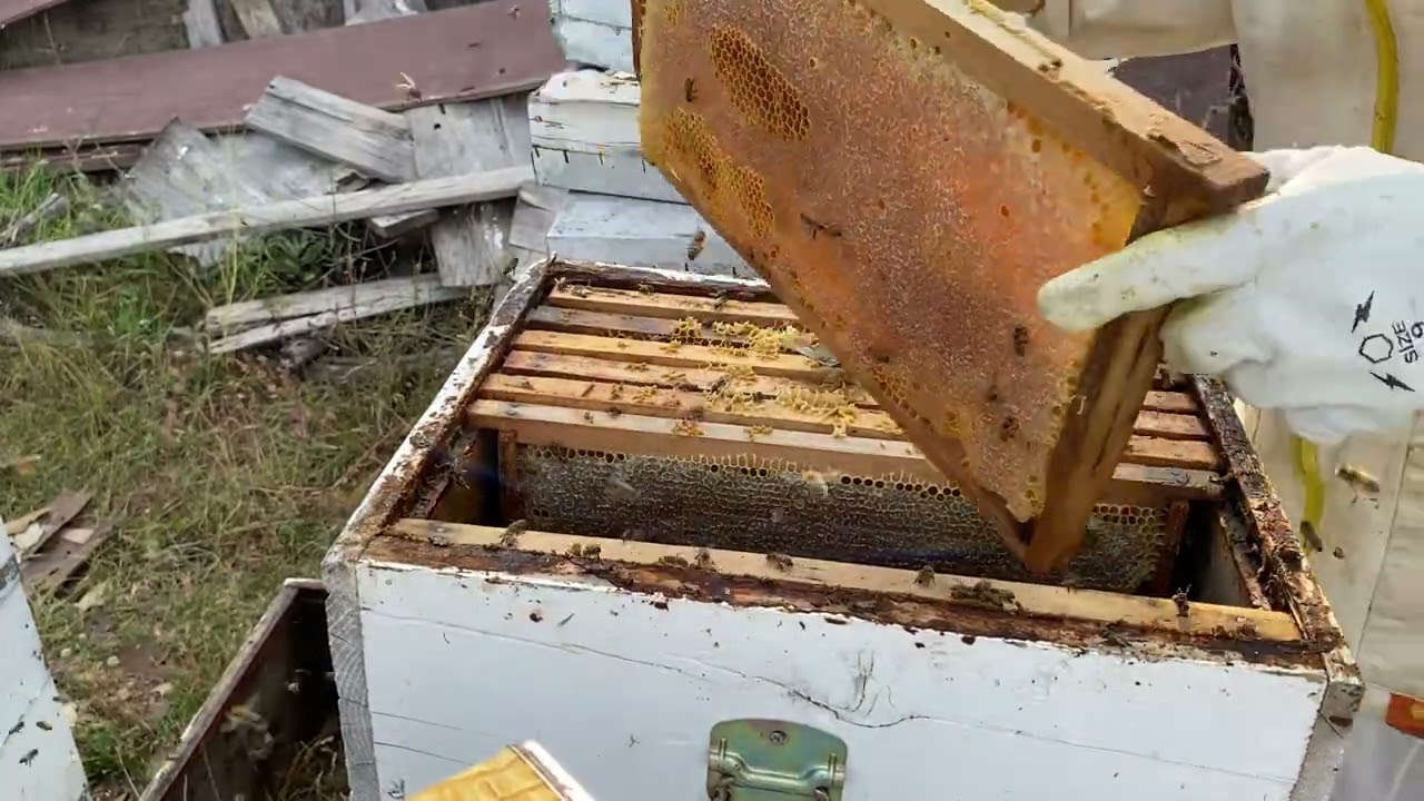 2025 Petek Balı Hasadına Devam Arılarımızın Kanatlarına Sağlık#bal#honey#arıcılık#anaarı#bee