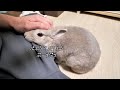 うさぎさんの名前を呼んでみたらなんか一生懸命しゃべりかけてきた