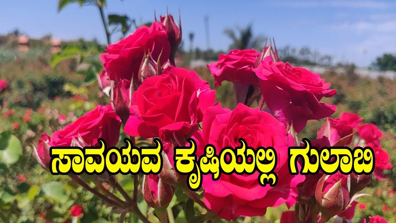 ಸಾವಯವ ಕೃಷಿಯಲ್ಲಿ ಗುಲಾಬಿ ಬೆಳೆದ ರೈತ||Organic Roseflower Cultivation||Dr.Soil Rose||Diseases controlling