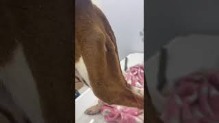 Starved Pit Bull Abandoned And Left To Rot As Her Skeletal Body Deteriorated [STORY BELOW]