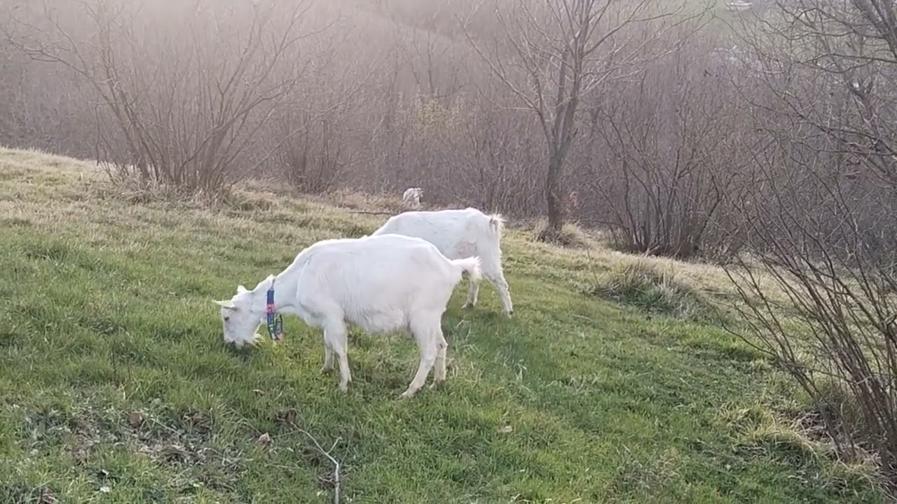 Saanen keçi ve Anadolu çoban köpeği 