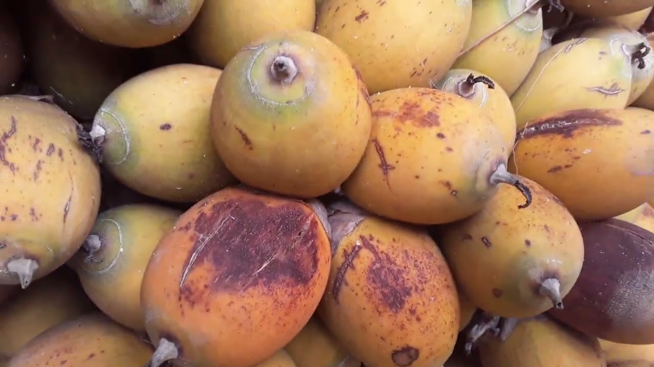 la palma de Coyol da frutos