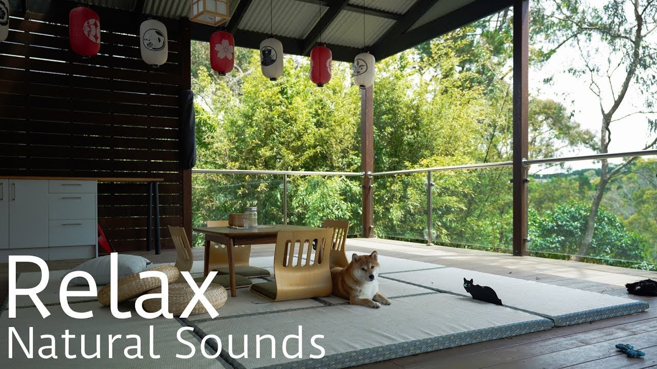 Japanese styled Zen balcony  - Calm and Relaxing - Rain and Birds ASMR