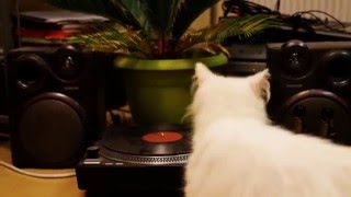 Le Chat Kira Feat Nortgreen - Bois De Leau