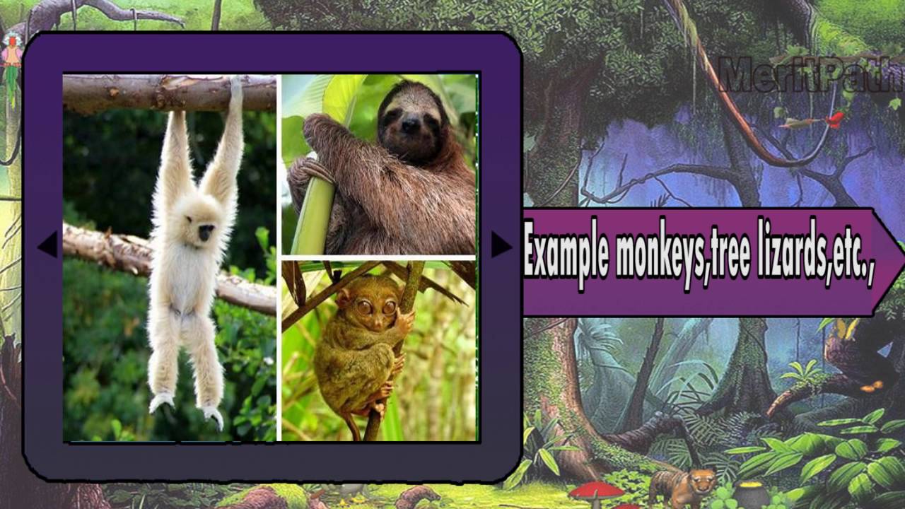 class 4 science animals living and survivng - YouTube