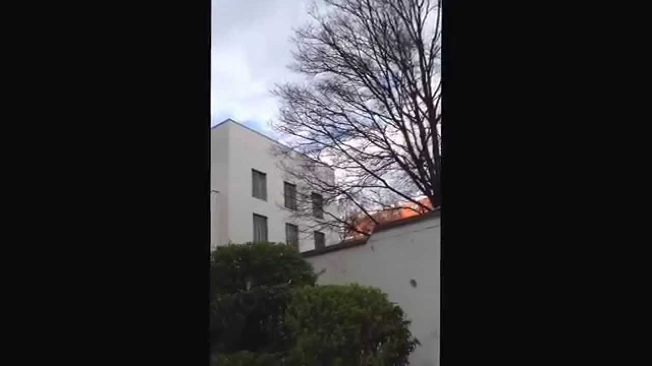 A tree in front of Wittgenstein Haus