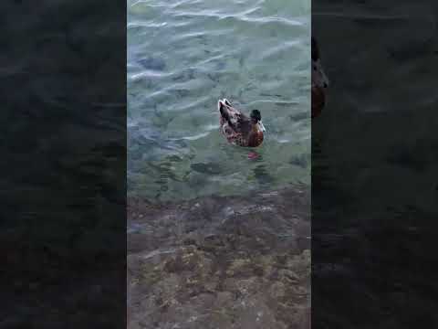 Feeding Duck 😀 cute