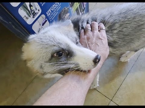 Love the pettinz - 1 of 2