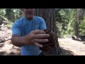 Ponderosa Pines and Jeffrey Pines of the Sierra