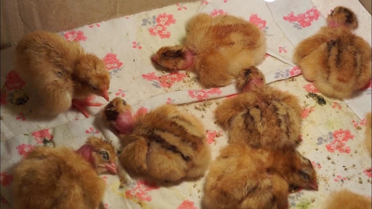 сколько цыплят у курицы. сколько тут цыплят. сколько дней курица высиживает яйца. задания с курицей. сколько цыплят у курицы.