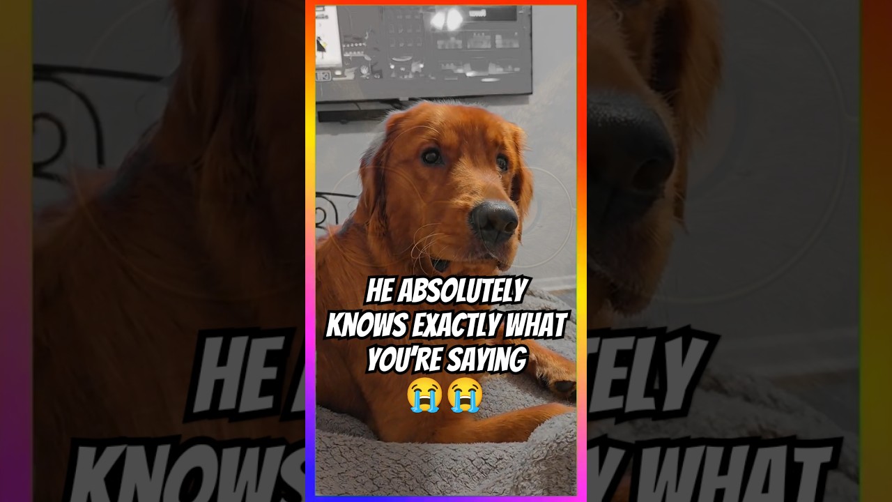 Do Dogs Really Understand What We Say???