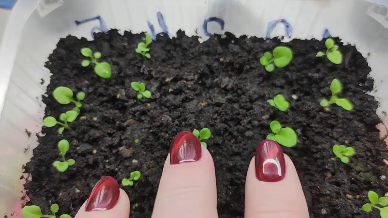 таблица подкормки рассады петунии. всходы петунии. подкормка петунии. рассада. первая подкормка петунии.