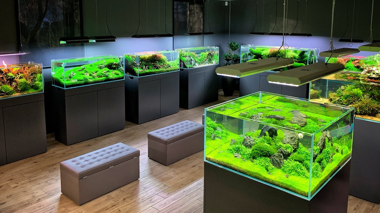 Аква зеленая. Aquascape Green Aqua. Green Aqua shop. Джордж аквариум. Green acqua Florentina.