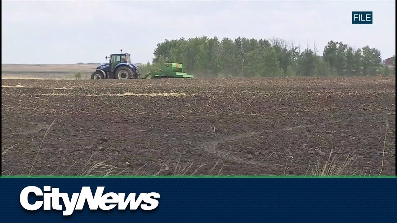 Farmers hope to cash in on high wheat prices
