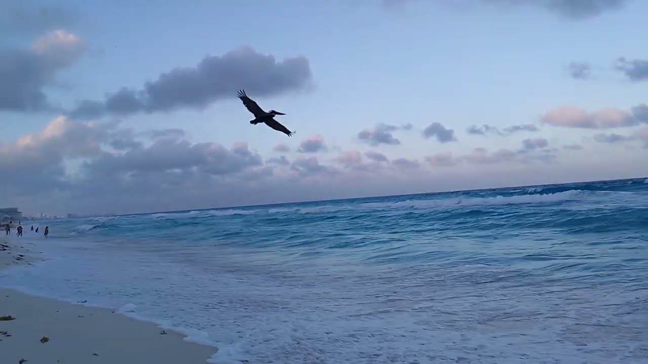 Playa Delfines con mucho sargazo y viento. Cancún México