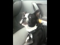 Boston Terrier Talks A LOT!!!!