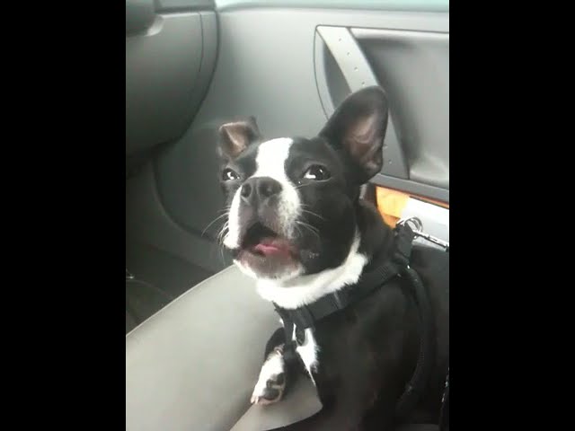 Boston Terrier Talks A LOT YouTube