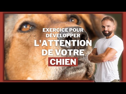 Vidéo: Enseigner l'attention pour vous et votre chiot