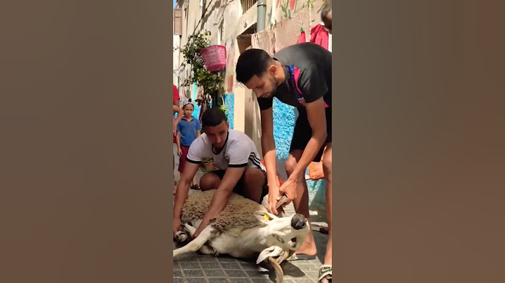 اجواء عيد الاضحى🐑في المغرب🇲🇦