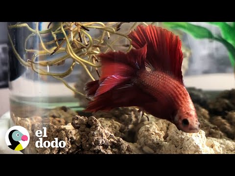 Video: ¿Son inteligentes los peces betta?