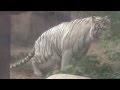 MOSCOW ZOO:WHITE TIGER