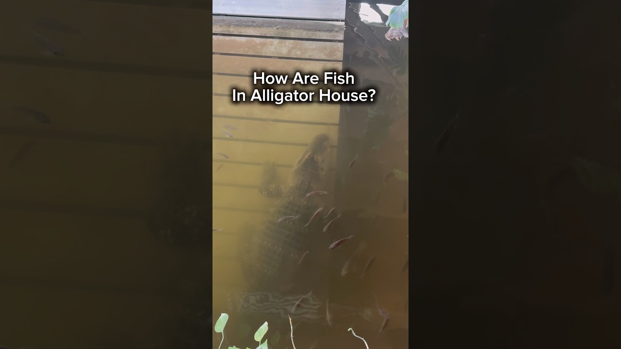 How Are Fish In Alligator House? 🤔🐊