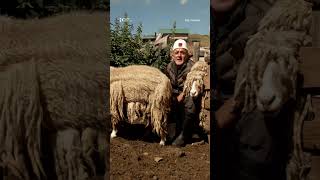 ‘Jugosllavia këtë dele u mundu me ZHDUKË’, Abedin Binakaj, bariu i PLLAQICËS së VOKSHIT ‘Jugosllavia këtë dele u mundu me ZHDUKË’, Abedin Binakaj, bariu i PLLAQICËS së VOKSHIT
