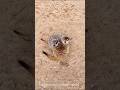 Cute Meerkats | Tenderness in the Wild | СУРИКАТЫ #meerkats #cute #animals #tenderness #wildlife