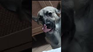 ty i pies 🤣 otwórz coś w sekundę jestem 🤣 #memes #memehub #polska #funny #dog #youtuber #fypシ