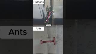 Can Ants Outsmart Humans in a Maze Challenge?