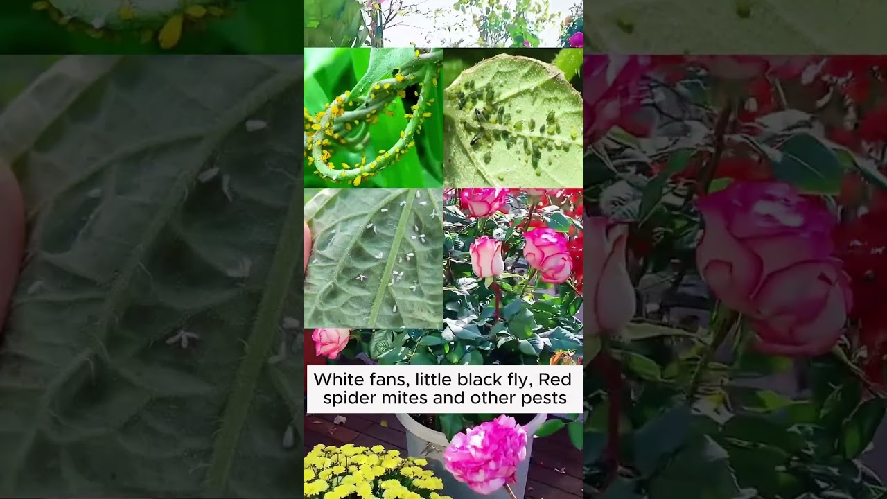 Aphids treatment for roses  