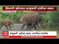 Bahubali Elephant : सिंधुदुर्गाच्या तिलारी खोऱ्यात बाहुबली हत्तीचा वावर