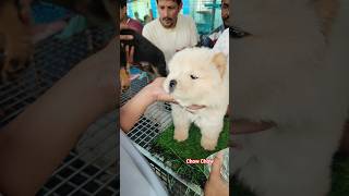 pet Market kolkata 😍/lowest price puppy dog/Gallif Street dogs #shorts#viral #dog #dogs#doglover