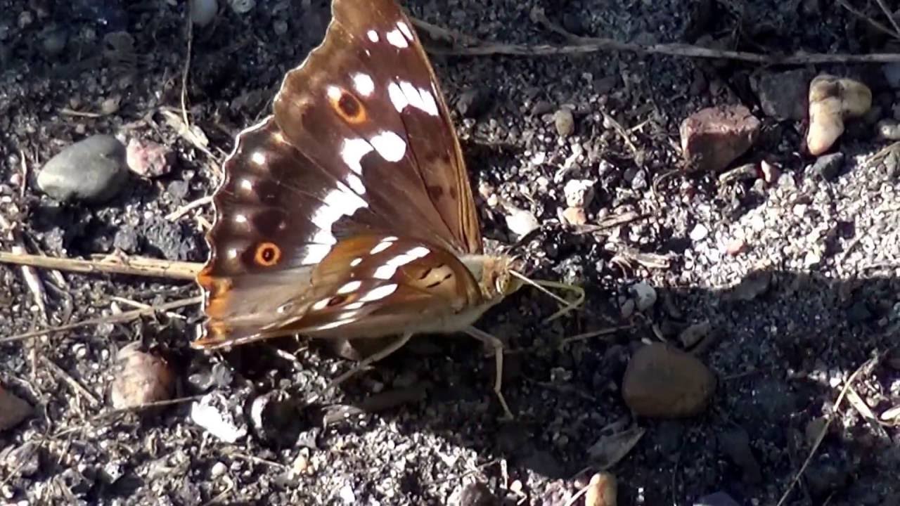 nature kpop Le petit mars changeant détruit par les plantes invasives plantées en France par l'État