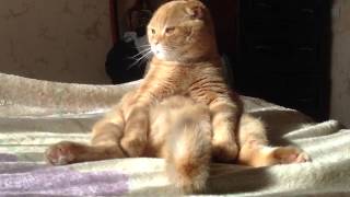Сидячий кот Сидячий кот