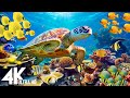 Under red sea 4k  beautiful coral reef fish in aquarium sea animals for relaxation  4k 58