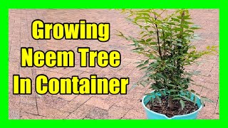 How To Grow Neem Tree In A Pot Easy Neem Plant Care